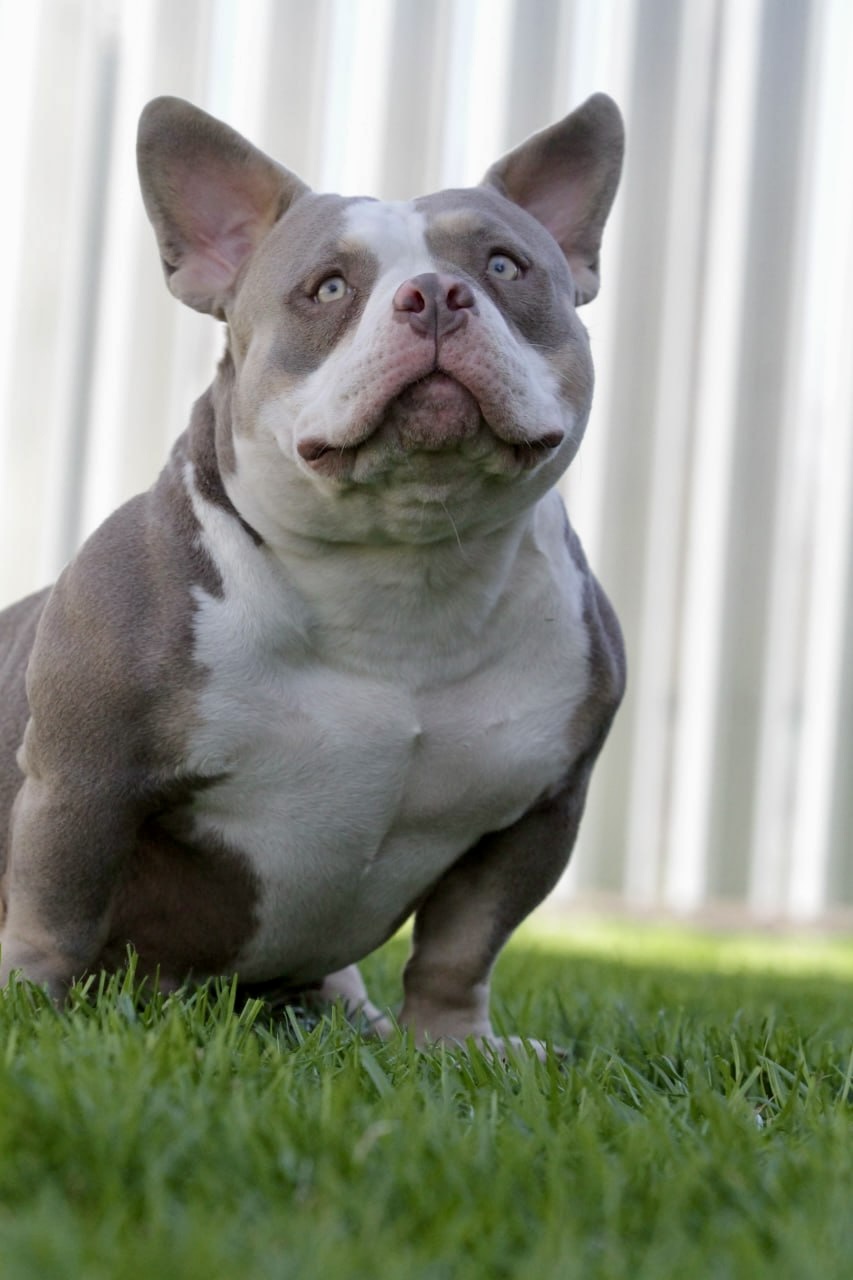 PENTAGON BULLIES SUNNY — Night Drakula Kennel